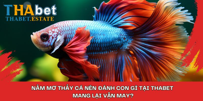 Nằm Mơ Thấy Cá Nên Đánh Con Gì Tại Thabet Mang Lại Vận May?